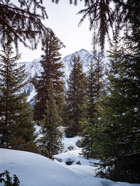 Bosque de abeto de montaña invierno — Foto de Stock