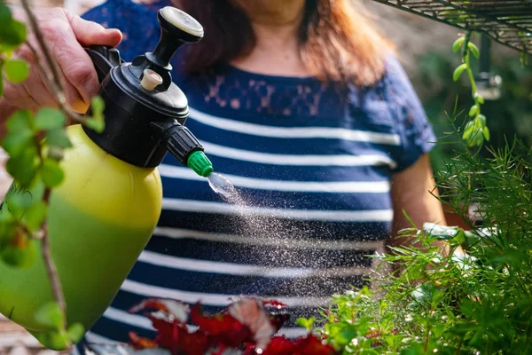 スプレーボトルから家庭の植物に水を噴霧 — ストック写真