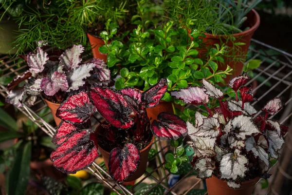 Colorful home plants on a shelf in a home greenhouse. Coleus bloom house plant