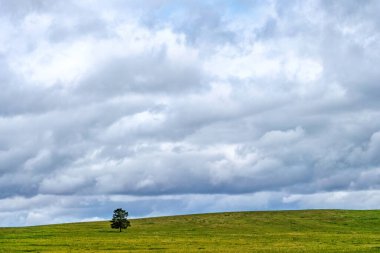 Bir tarlası ve ayakta duran bir çamı olan manzara. Kazak küçük tepeleri. Orta Asya