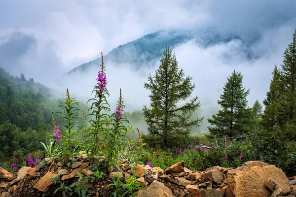 Paisagem Montesa Foggy Tempo Alto Nas Montanhas Verão — Fotografia de Stock