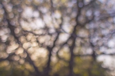 Bokeh nature wallpaper