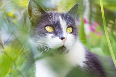 portre sevimli bir gri kedi.