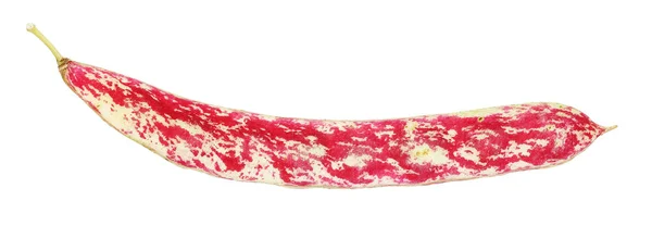Κόκκινο αμπελοφάσουλο — Φωτογραφία Αρχείου
