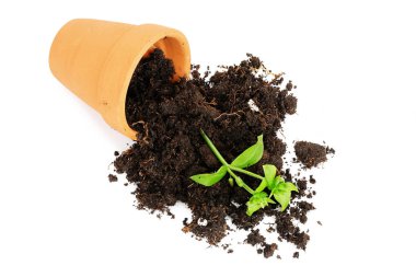 çiçek pot kaza