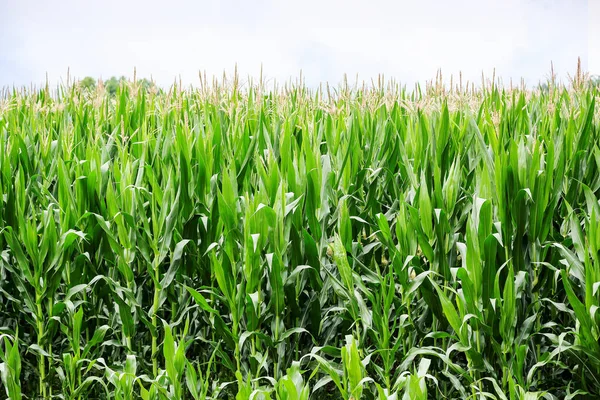 Maïs in veld — Stockfoto