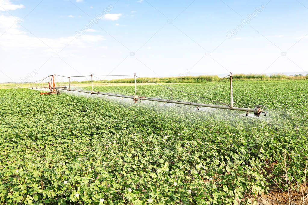 cotton field irrigation