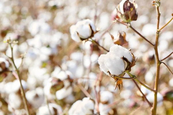 Cotton field closeup — Stock Photo, Image