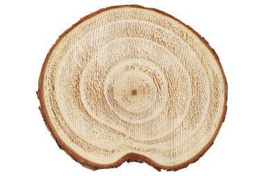 Ağaç kütüğü izole