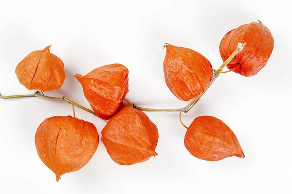 Physalis na bílém pozadí — Stock fotografie