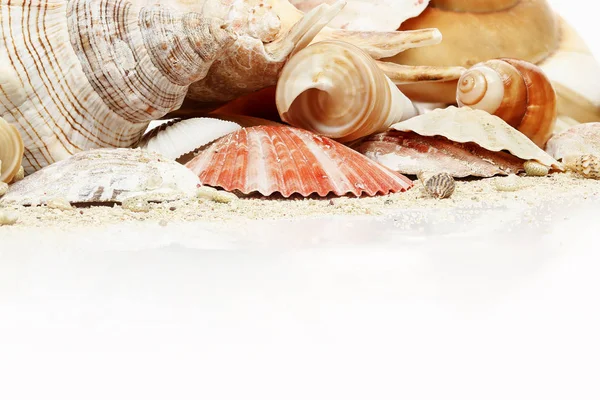 Colección de conchas marinas — Foto de Stock