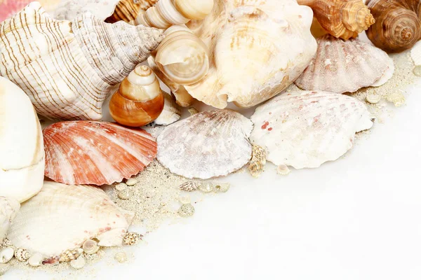 Seashells em branco — Fotografia de Stock