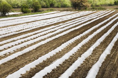  Modern sebze yetiştirme, sıra sıra korunmak için naylonla kaplıdır. 