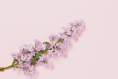 Pembe arka planda leylak çiçeği