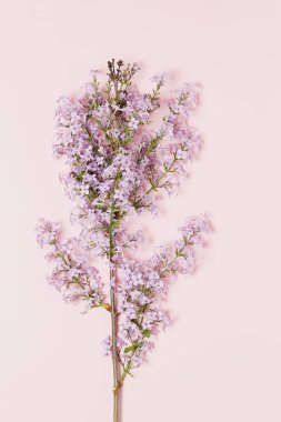 Pembe arka planda leylak çiçeği