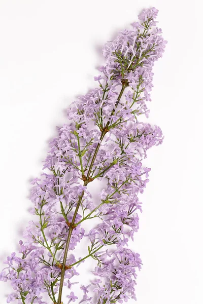 紫丁香花分枝 白色背景 — 图库照片