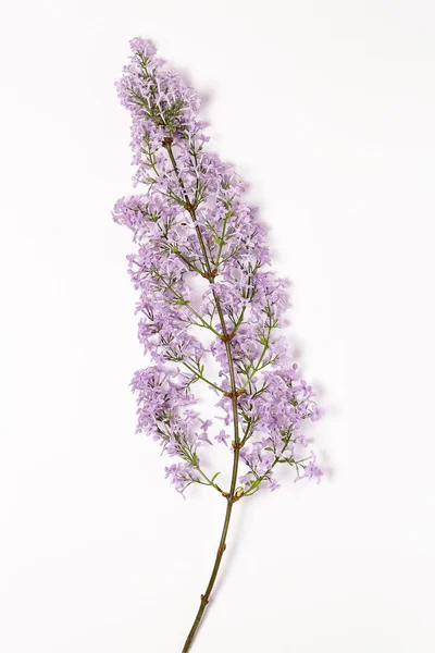 紫丁香花分枝 白色背景 — 图库照片