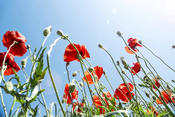 Poppy Flowers Sunny Day Shot — Stock Photo, Image