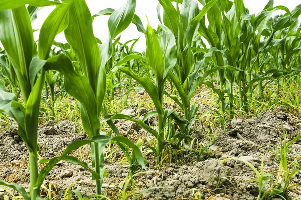 Perto Plantas Milho Jovens Campo — Fotografia de Stock