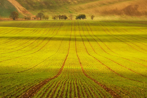 O campo verde com linhas retas — Fotografia de Stock