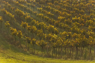 Parlak güneş ışığı altında grapse çalılar