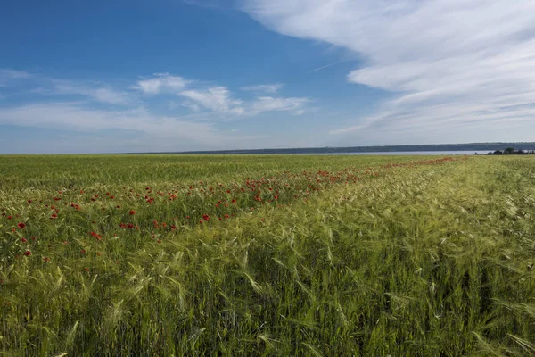 Une bande de coquelicots parmi le champ d'orge et un nuage étonnant sous la forme d'une colombe volante — Photo