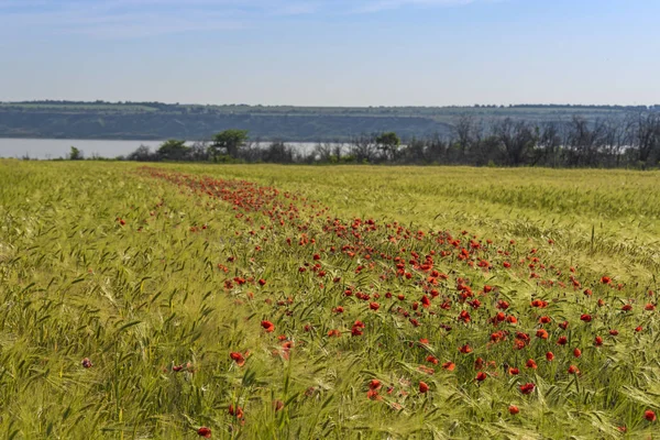 Czerwone maki wśród pola zielonego jęczmienia w długi pas — Zdjęcie stockowe