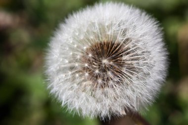 Karahindiba Puff arka plan