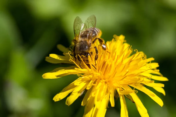 Ape di miele su una fioritura — Foto Stock