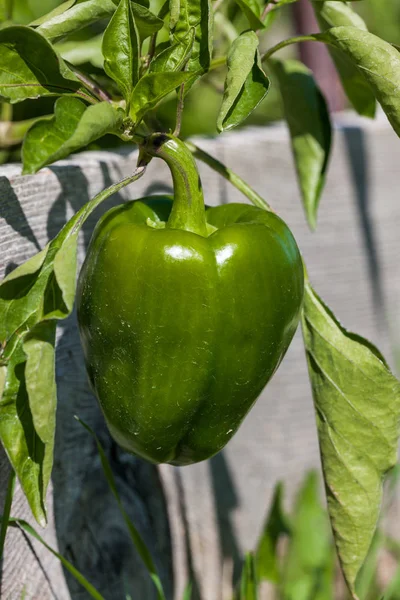 Green Bell Pepper — Stock Photo, Image