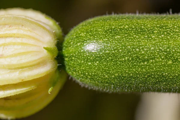 Cukinia z Bloom — Zdjęcie stockowe