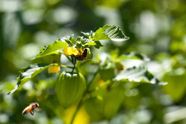 Abelha de mel em uma planta — Fotografia de Stock