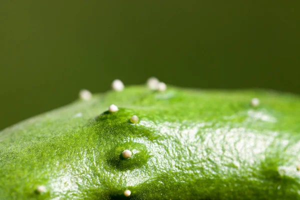 Perto de pepino — Fotografia de Stock