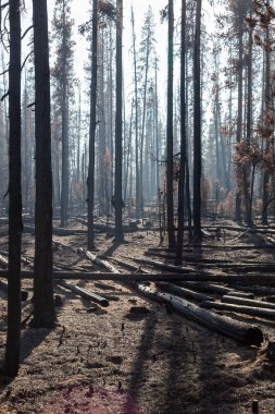 Yanmış çam ağaçları