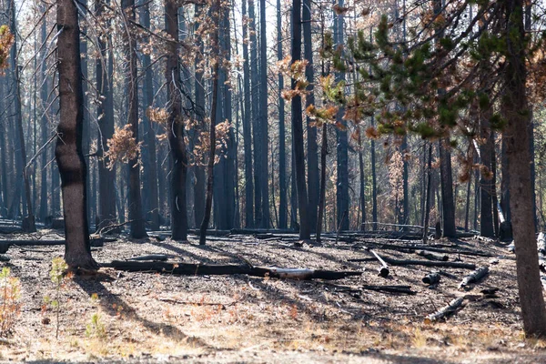Ulusal Creek karmaşık yangın