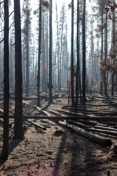 Yanmış çam ağaçları