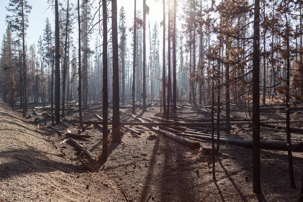 Forrest yangın imha