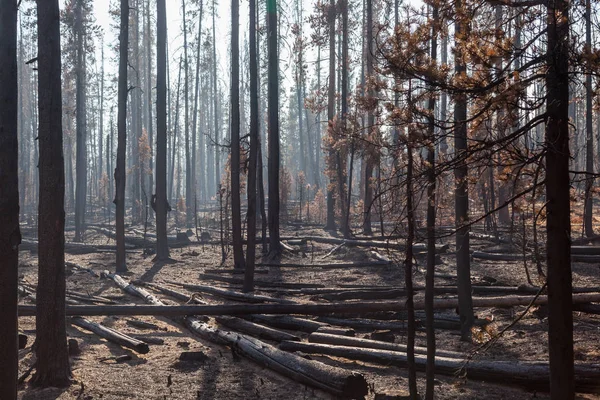 Árboles de pino en incendios forestales —  Fotos de Stock