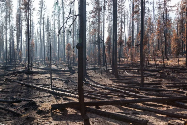 Árvores queimadas pelo fogo florestal — Fotografia de Stock