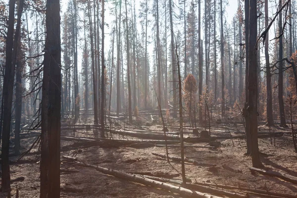 Smokey Forest Fire Consequências — Fotografia de Stock