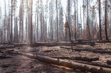 Ulusal Creek karmaşık yangın