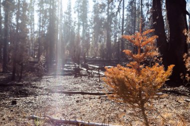 Orman yangın sonrasında güneş ışığı ile