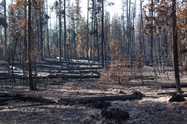 Ulusal Creek karmaşık yangın