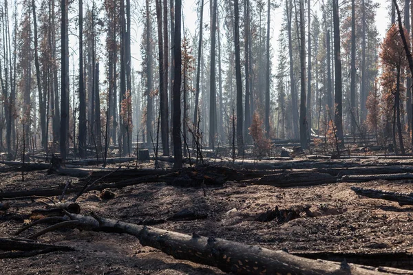 Consecuencias de incendios forestales — Foto de Stock