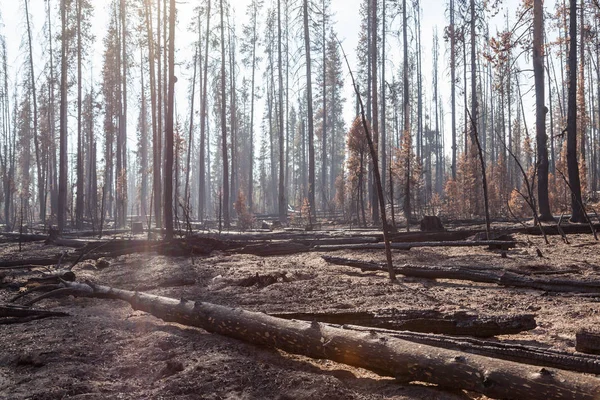 Ulusal Creek karmaşık yangın