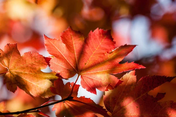 Nachmittagssonne auf Herbstblättern — Stockfoto