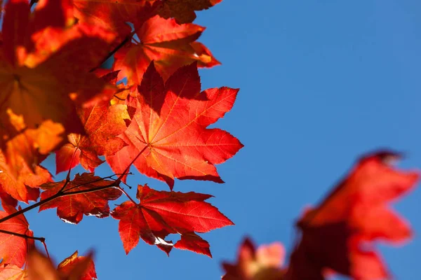 Cores de queda com céu azul — Fotografia de Stock