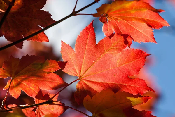 Herbstblätter mit Nachmittagssonne — Stockfoto