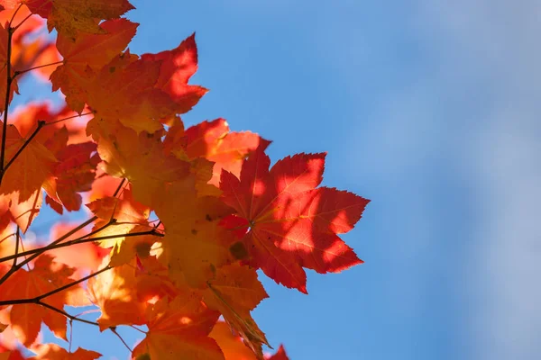 Folhas de bordo de queda com céu azul — Fotografia de Stock