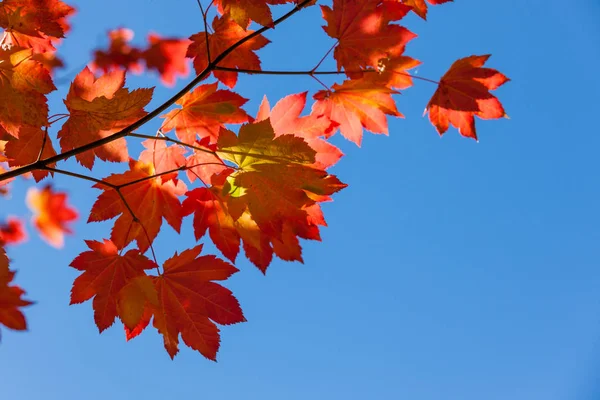 Folhas de bordo de queda com céu azul — Fotografia de Stock